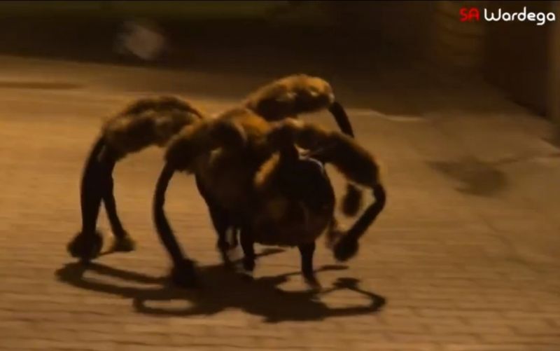 Ein Hund im Spinnenkostüm kein Video für Spinnenphobiker